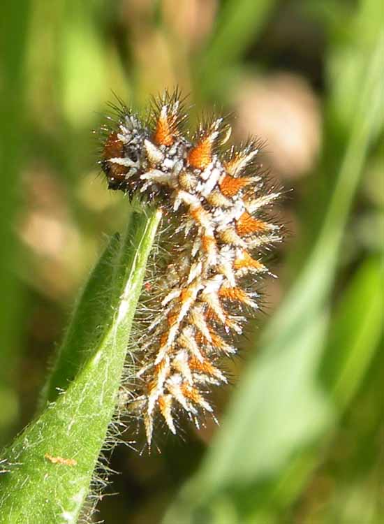 Larva di Zerynthia polyxena?